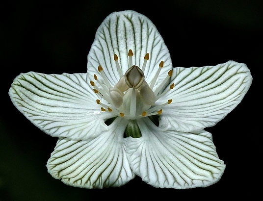 {Parnassia asarifolia}